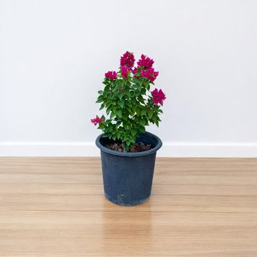 Pink Pixie Bougainvillea